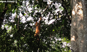 Cat Tien National Park Tour