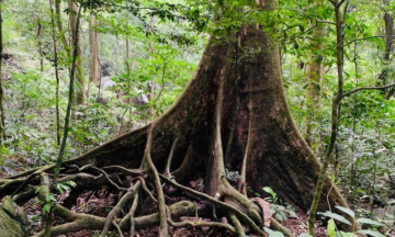 cuc phuong national park tour